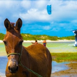 Aprende kitesurf en Brasil - Paseo a caballo- Tribbuu